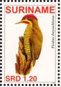 Golden-green Woodpecker (Piculus chrysochloros)